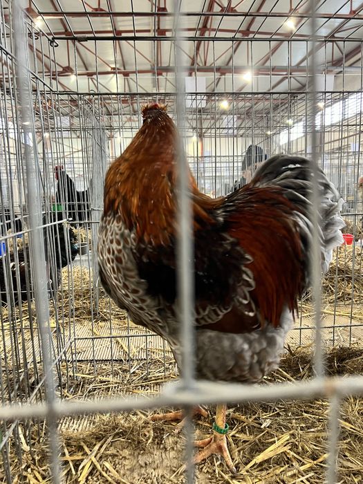 Oua Wiandotte Wyandotte albastru auriu rosu trimit prin curier campion