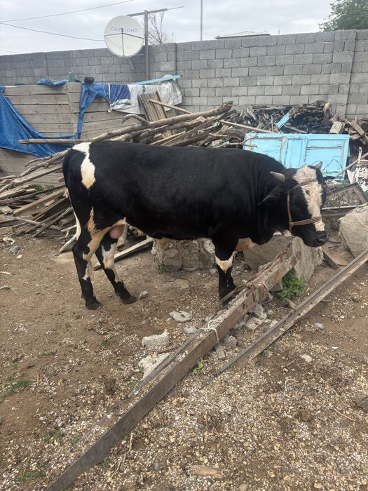 1 жастан аскан огиз