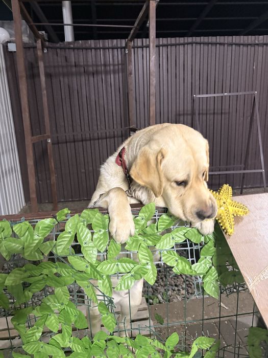 Лабрадор с документами