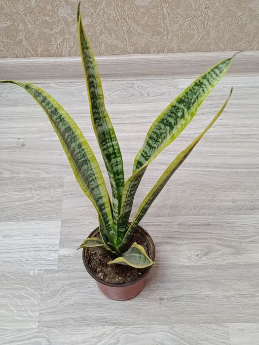 В продаже комнатные цветы