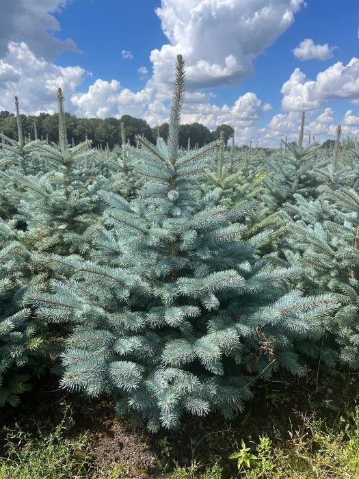 Голубая ель (Европа) Родной Коми билан сотилади!