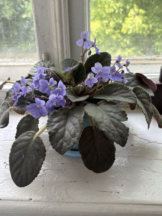 Продам комнатные растения