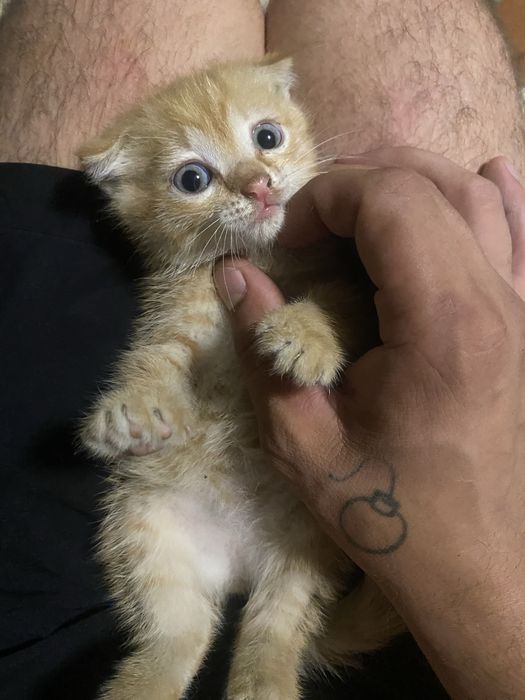 Котенок девочка Вислоухая бесплатно
