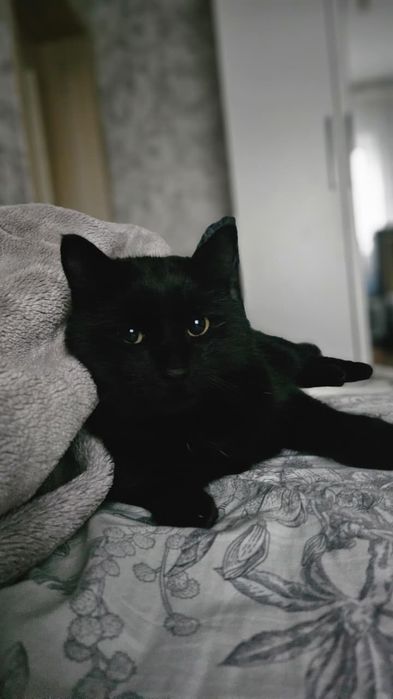 Кошка ищет семью и дом