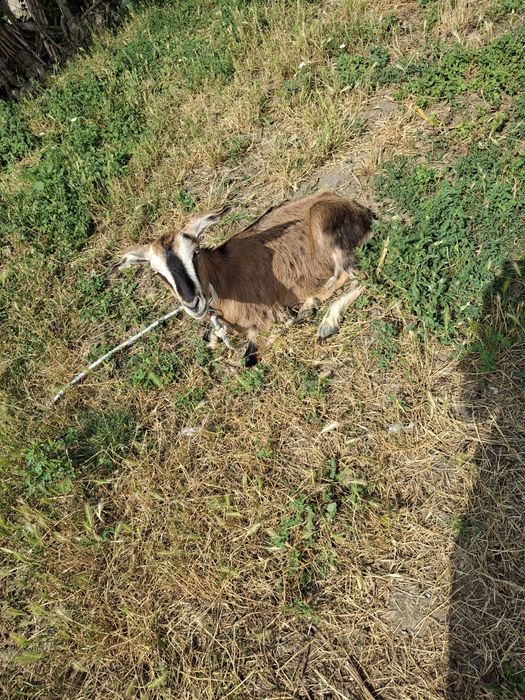 Vând 4 capre! 2 iedite si doua cu lapte