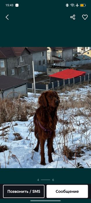Потерялась собака либо украли ирландский сеттер