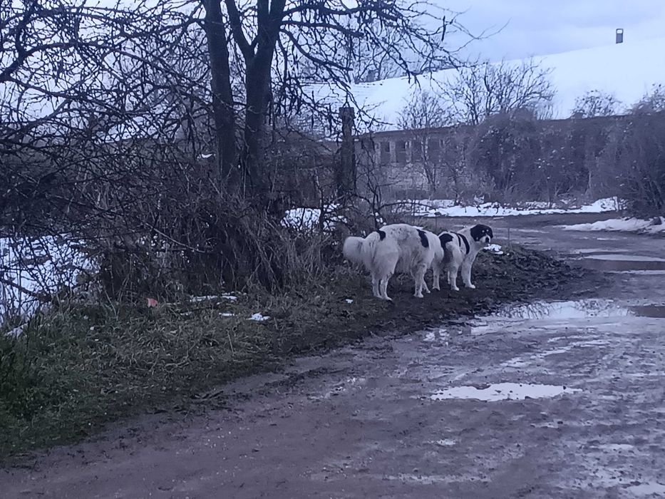 Каракачанки българско овчарско куче
