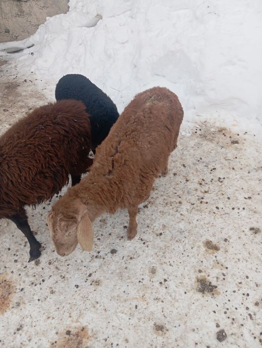 Продам ягнят тохтушки