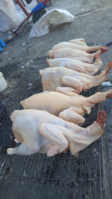 Продам кур несушек