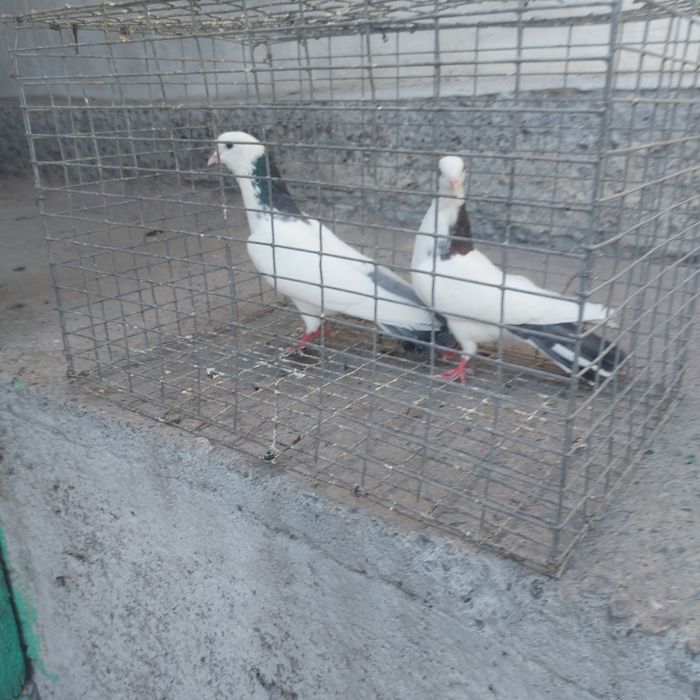 Сизашейки пара гатовый лет с игрой