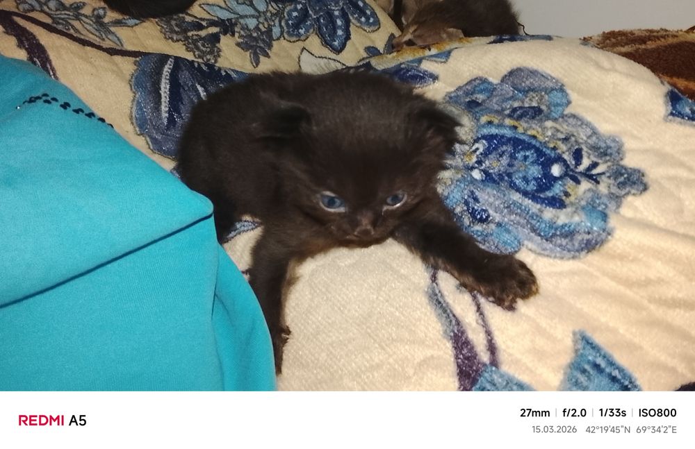 Отдам котят бесплатно