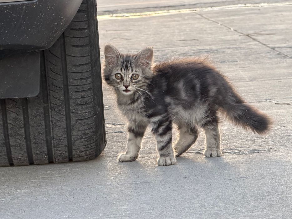Котята ищут новый дом