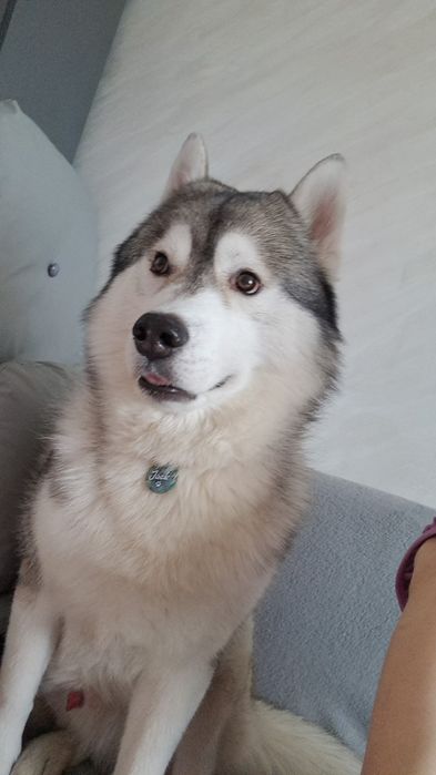 Отдам в добрые хорошие руки