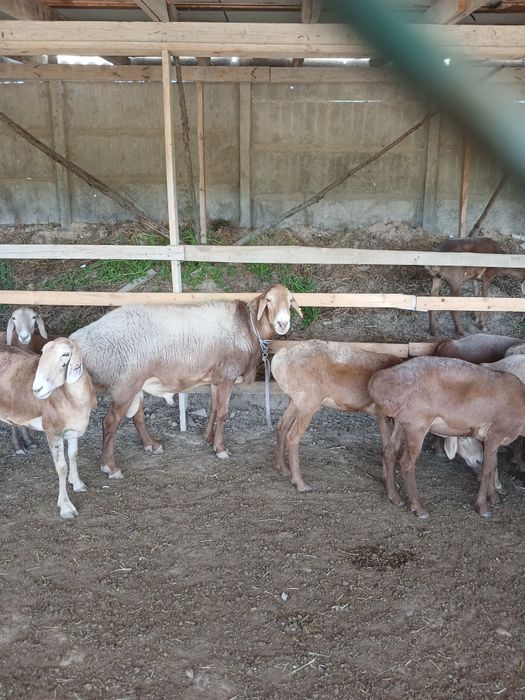 Kafolatli veterinariya xizmati