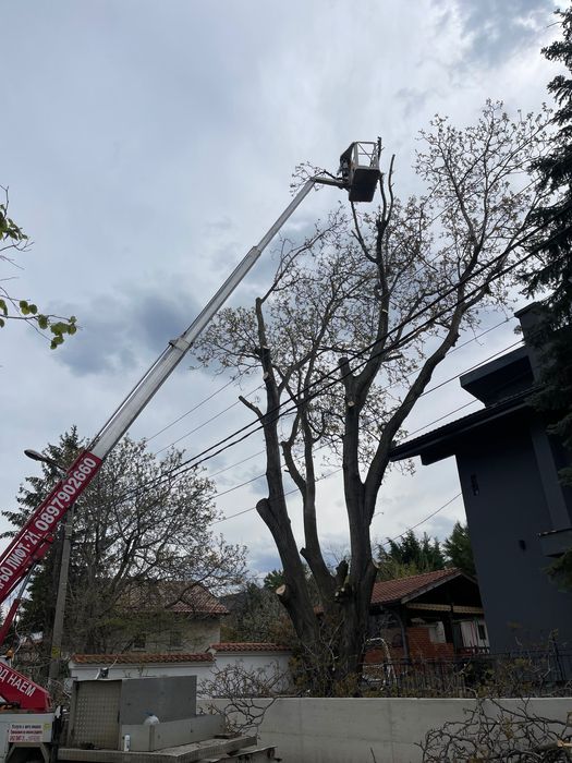 Услуги с автовишка 21м АРБОЛИФТ