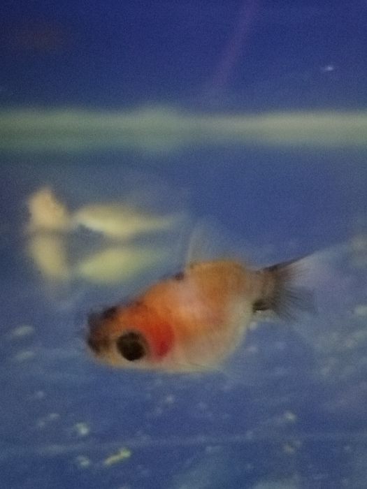 Срочно золотые рыбки