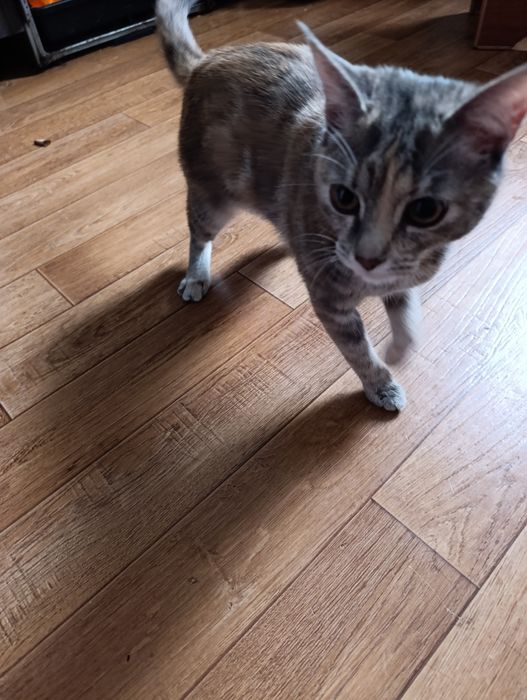 Домашняя кошка,обычная порода