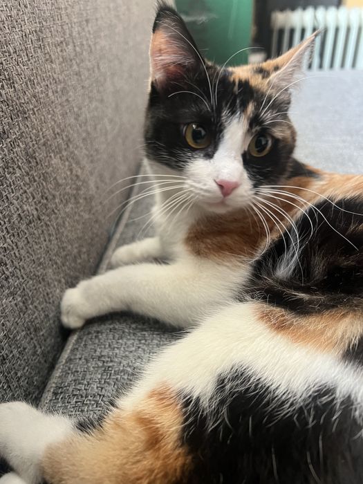 Кошечка в добрые руки