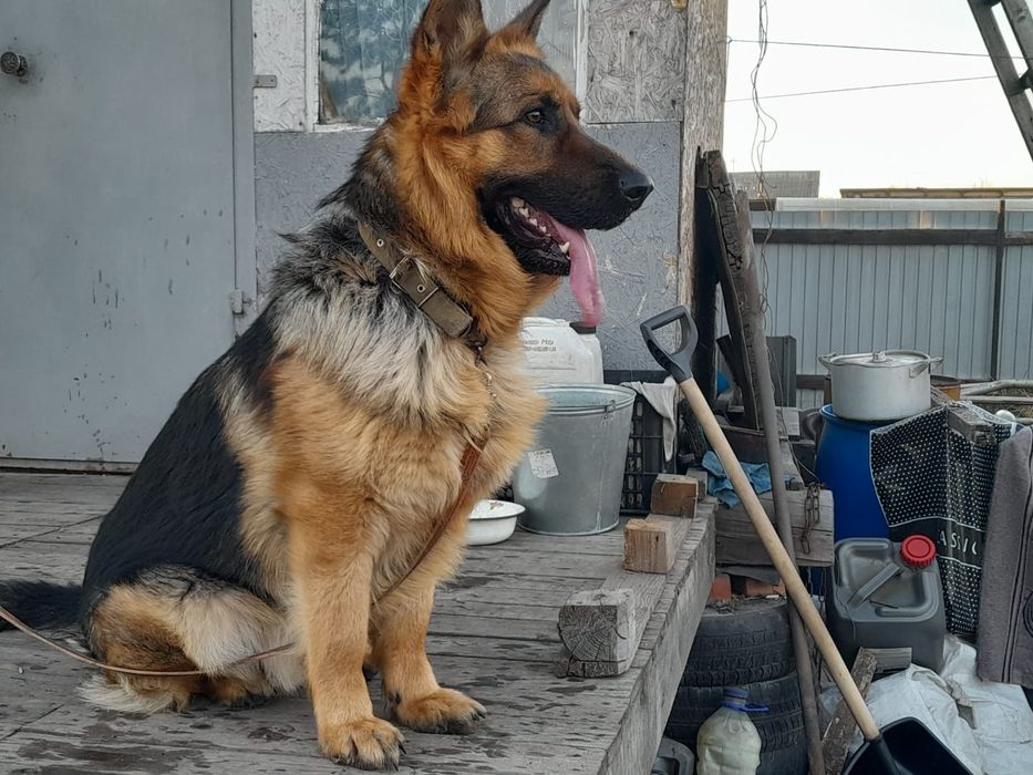 Немецкая овчарка