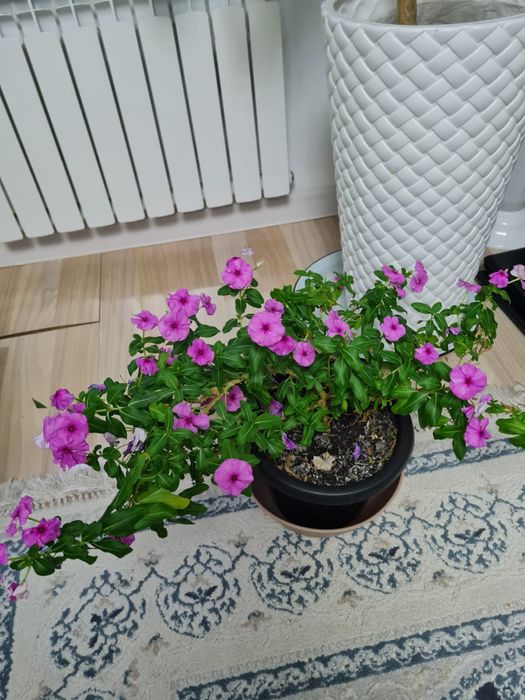 Продам комнатные цветы