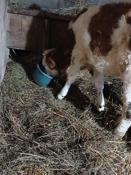 Vițel și vitea de vânzare