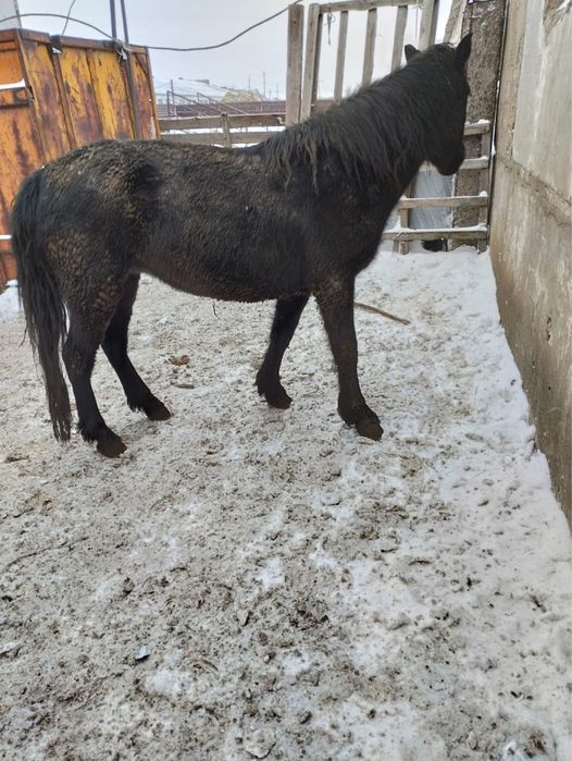 Ту биелер, кобылы