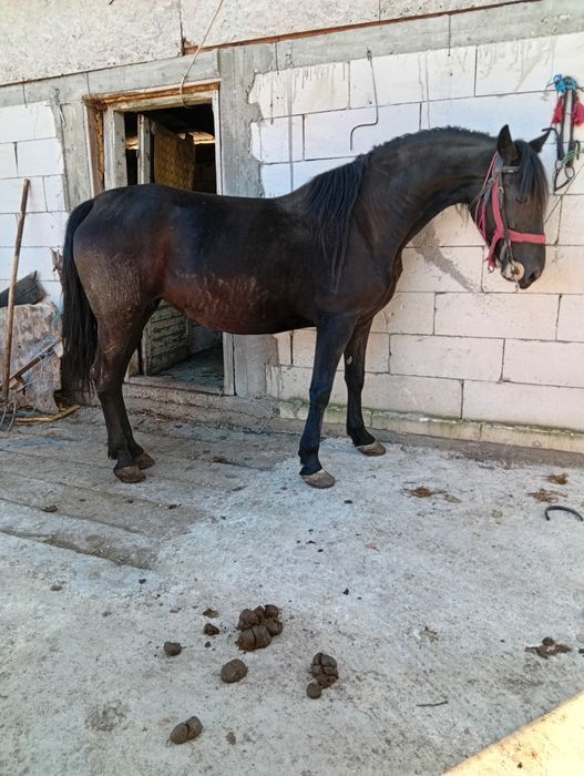 Vând iapa friziana de 5 ani