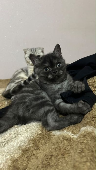 Продам котёнка срочно