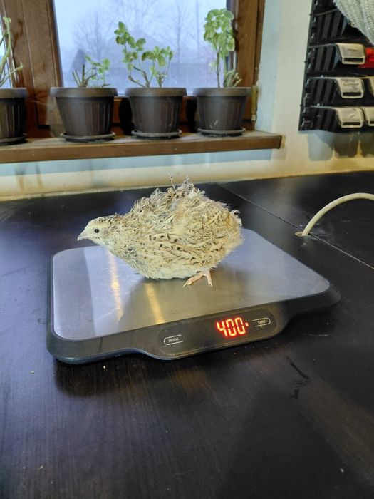 Prepelițe jumbo gold,polare,tibetane și japoneze mari de vânzare