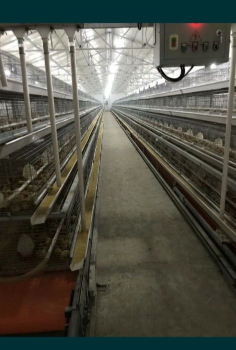 Бройлер балапандары