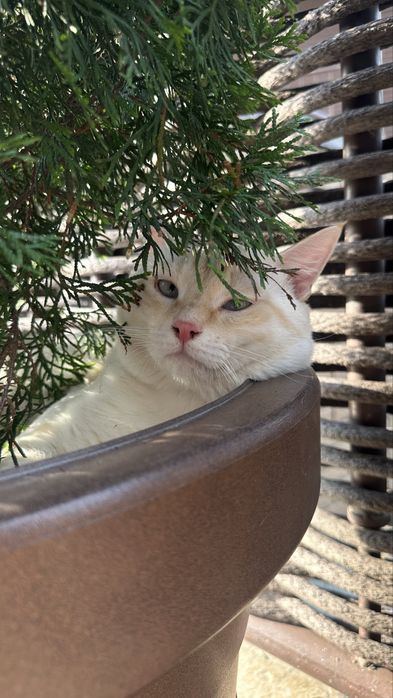 Кот ищет ответсвенную семью!