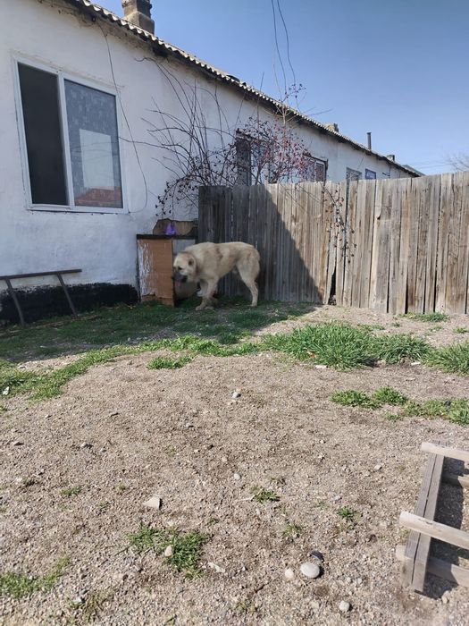 Продается сабака парода алабай вальер отдельно