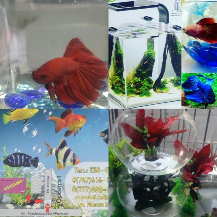 Аквариум100л. В"Афалине". Навои Торайгырова