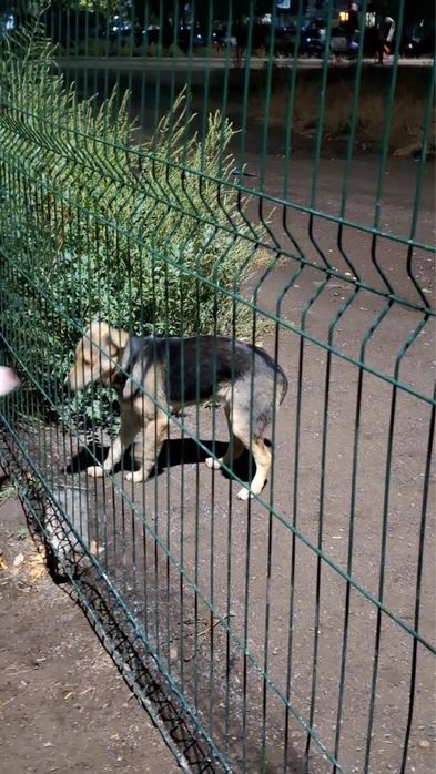 Отдадим щенка в добрые руки