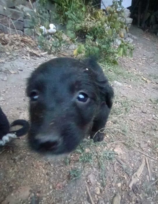 ЩЕНКИ за бесплатно