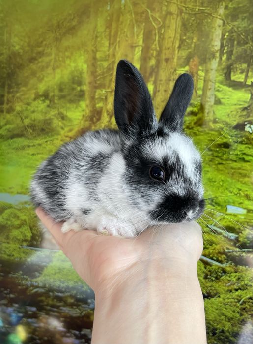 Кролики декоративные ( карликовые )