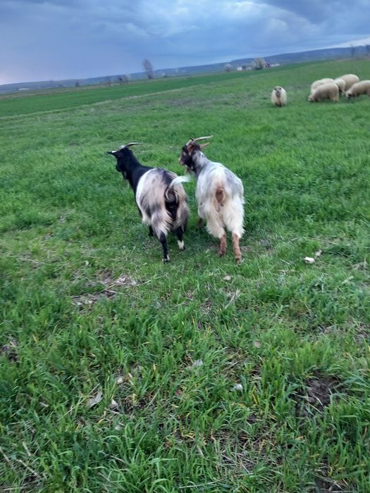 De vanzare două capre sterpe grase  și un berbeac de 1 an