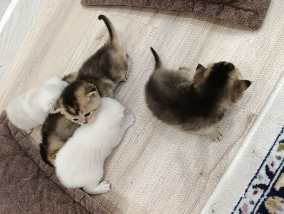 Продается Шотланкие Шиншиллы