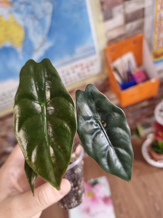 Алоказия Пинк Драгон Низкий цена