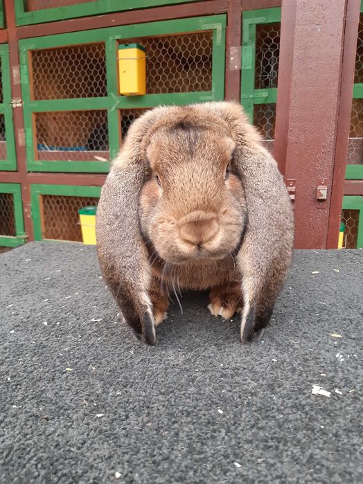 Iepuri Berbec German - livrez in țară