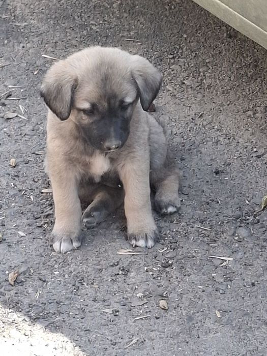 Отдам щенков в хорошие руки. Символическая оплата - 50.000.