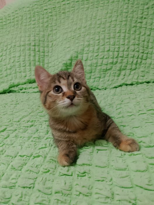 отдам котят В ХОРОШИЕ РУКИ