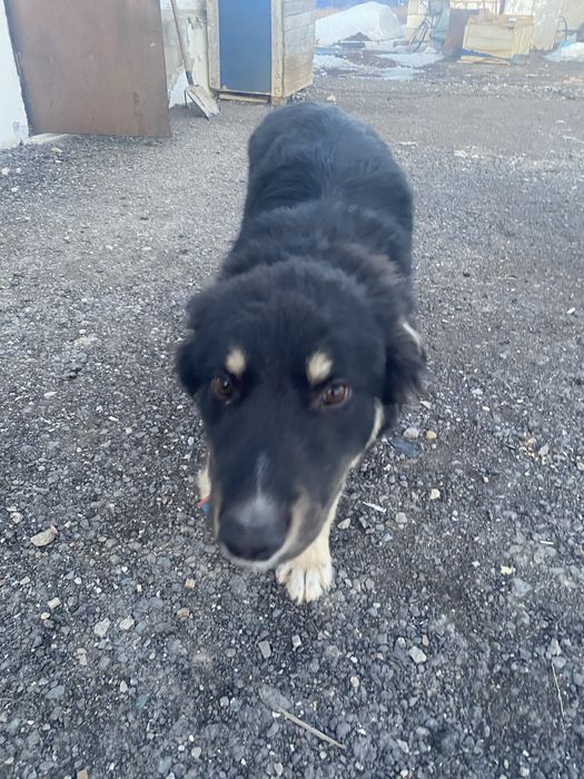 Щенок 4-5 мес. бесплатно