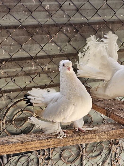 Vand porumbei mix cu siberieni si o pereche rolleri de Cluj