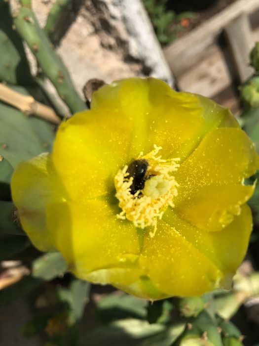 Смокиня индийска два вида, Кактус опунция, Opuntia ficus-indica Etna