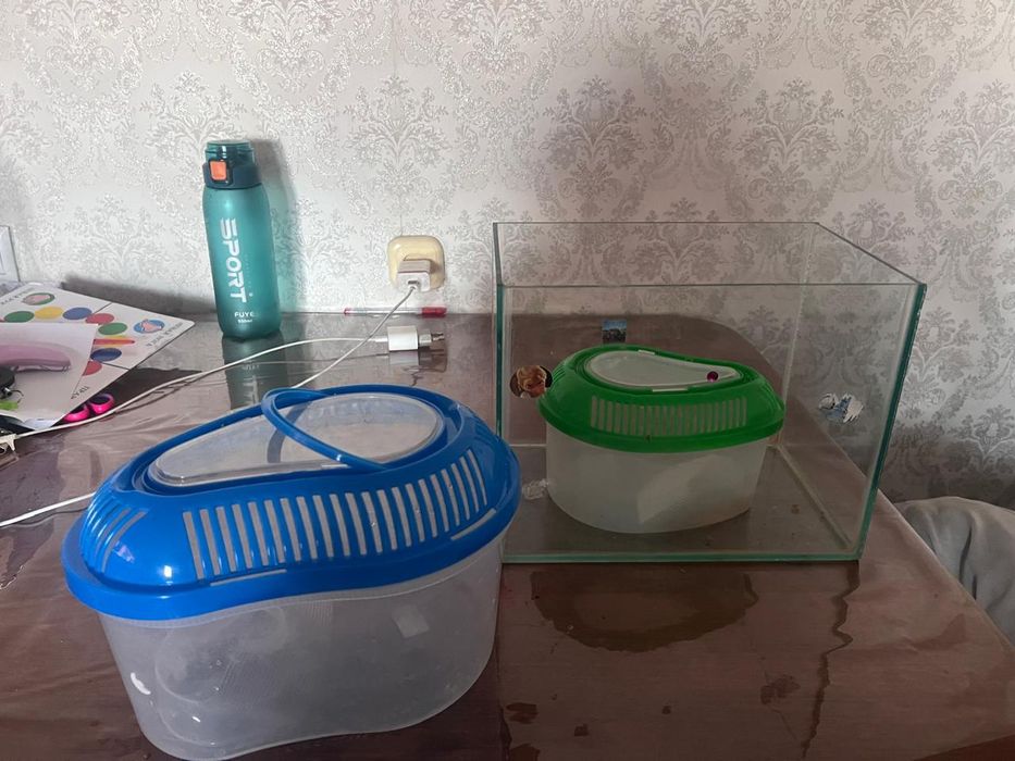 Продам милых черепах вместе с аквариумом