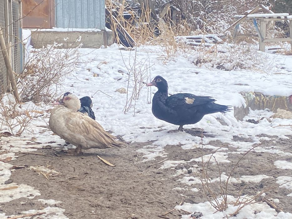 Утки продам срочно