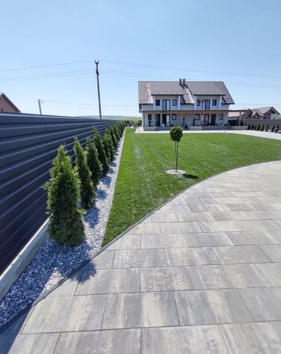 Tuia smarald columnaris leylandii, gard viu, Magnolia / Mesteacăn / te