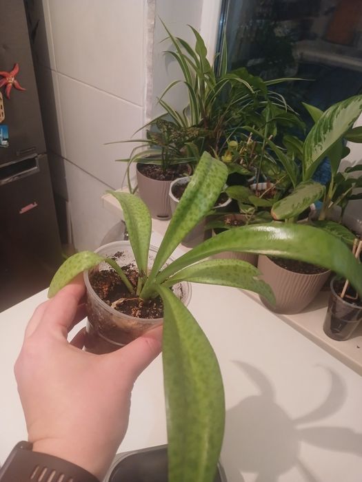 Комнатные цветы хорошо укорененные