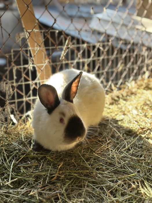 Кролики Калифорния